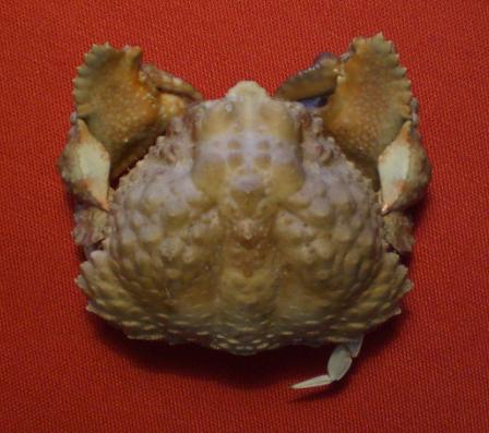 calappa liaoi T.F.C. dorsal view2.bmp